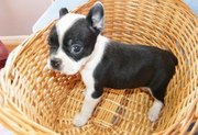 Home Trained Boston terriers puppies for sale
