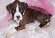 Intelligent and Lovely Boxer puppies for sale.
