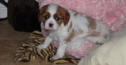 Adorable Cavalier King Charles Spaniel puppies for sale