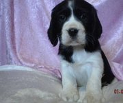 Beautiful English Springer Spaniel puppies for sale