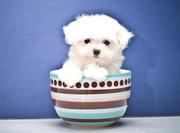 Friendly Maltese puppies for sale.