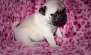 Small Pug  puppies for sale