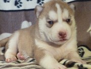 Charming Blue Eyes Siberian Husky puppies for sale