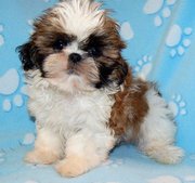 Freindly  Shih Tzu puppies for sale