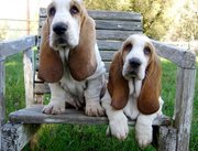 Basset Hounds puppies for sale.
